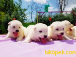 SAMOYED YAVRULARIMIZ 1