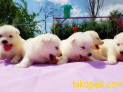 SAMOYED YAVRULARIMIZ 2