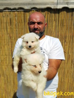 Beyaz Samoyed Yavrularımız 5