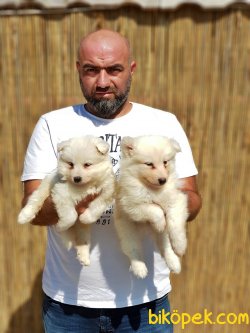 Beyaz Samoyed Yavrularımız 3