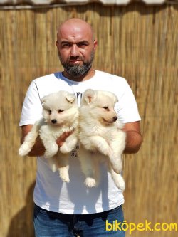 Beyaz Samoyed Yavrularımız 4
