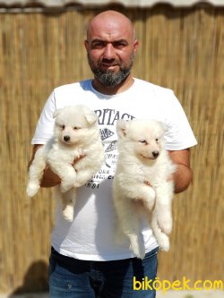 Beyaz Samoyed Yavrularımız 2
