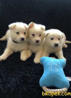 Samoyed Yavrularımız 1