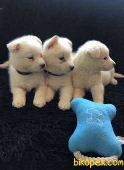 Samoyed Yavrularımız 3