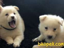 Samoyed Yavrularımız 2