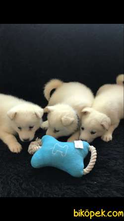 Samoyed Yavrularımız 4