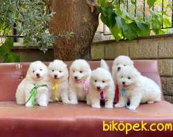 Samoyed Yavrularımız 1