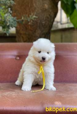 Samoyed Yavrularımız 4
