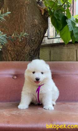 Samoyed Yavrularımız 3