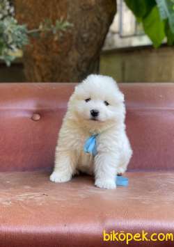 Samoyed Yavrularımız 2