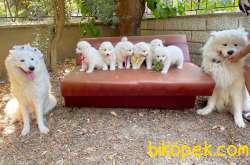 Samoyed Yavrularımız 5