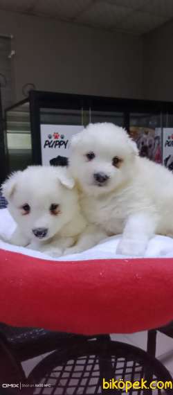 SAMOYED YAVRULARİMİZ 2