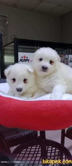 SAMOYED YAVRULARİMİZ 4