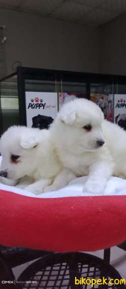 SAMOYED YAVRULARİMİZ 3
