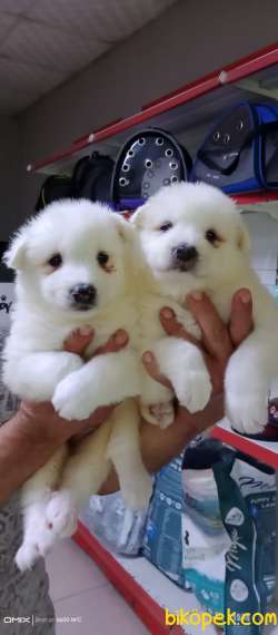 SAMOYED YAVRULARİMİZ 1