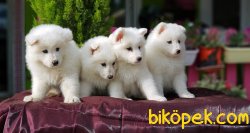 SAMOYED YAVRUSU 2
