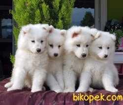 SAMOYED YAVRUSU 4