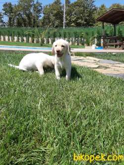 SAMPANYA LABRADOR RETRIEVER YAVRULARI 5
