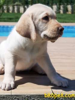 SAMPANYA LABRADOR RETRIEVER YAVRULARI 2