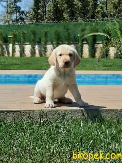 SAMPANYA LABRADOR RETRIEVER YAVRULARI 1