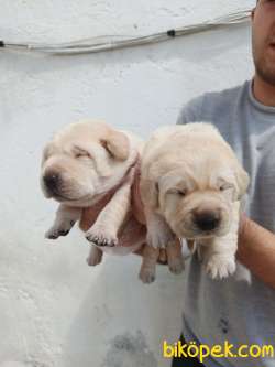 ŞAMPANYA LABRADOR YAVRULAR 2