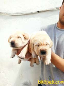ŞAMPANYA LABRADOR YAVRULAR 1