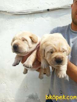 ŞAMPANYA LABRADOR YAVRULAR 2