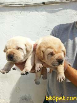 ŞAMPANYA LABRADOR YAVRULAR 3