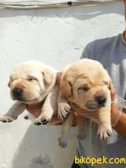 ŞAMPANYA LABRADOR YAVRULAR 3
