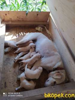 ŞAMPANYA LABRADOR YAVRULAR 2