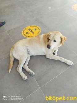 ŞAMPANYA LABRADOR YAVRULAR 4
