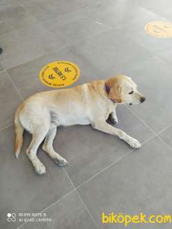 ŞAMPANYA LABRADOR YAVRULAR 3