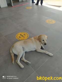 ŞAMPANYA LABRADOR YAVRULAR 2