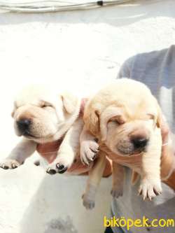 ŞAMPANYA  LABRADOR YAVRULAR 3