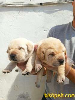 ŞAMPANYA  LABRADOR YAVRULAR 1