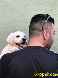 Sampanya Labrador Yavruları 2