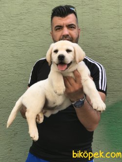 Sampanya Labrador Yavruları 3