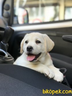 Sampanya Labrador Yavruları 1