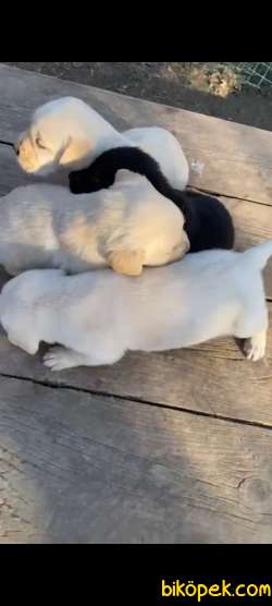 Sampanya Rengi Irk Garantili Labrador Retriever Yavrular 2