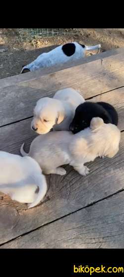 Sampanya Rengi Irk Garantili Labrador Retriever Yavrular 3