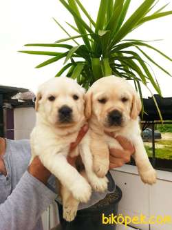 Şampanya Rengi Labrador Retriever Yavrular 4