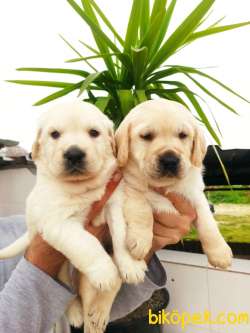 Şampanya Rengi Labrador Retriever Yavrular 5