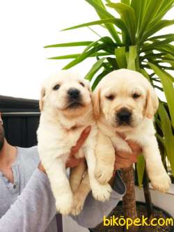 Şampanya Rengi Labrador Retriever Yavrular 1