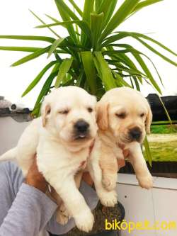Şampanya Rengi Labrador Retriever Yavrular 2