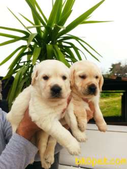 Şampanya Rengi Labrador Retriever Yavrular 3