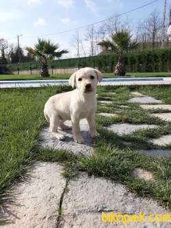 SAMPANYA RENGİ LABRADOR RETRIEVER YAVRULARI 5