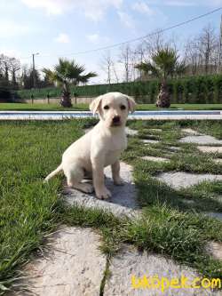 SAMPANYA RENGİ LABRADOR RETRIEVER YAVRULARI 2