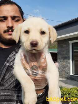 SAMPANYA RENGİ LABRADOR RETRIEVER YAVRULARI 3