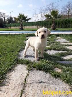 SAMPANYA RENGİ LABRADOR RETRIEVER YAVRULARI 1