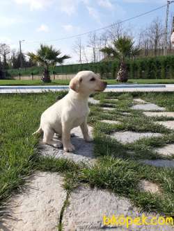 SAMPANYA RENGİ LABRADOR RETRIEVER YAVRULARI 4